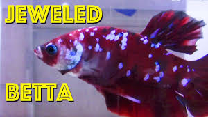 Bejeweled Betta Award Winning Plakat In Singapore Youtube