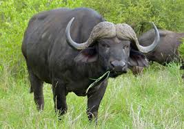 File:Cape Buffalo (Syncerus caffer) (11491733994).jpg - Wikimedia Commons
