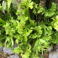 Image result for Microsorum punctatum