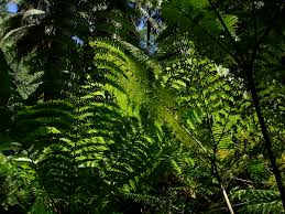 Image result for Pteris tripartita