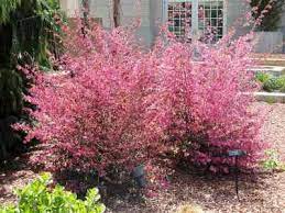 Small pink flowers appear periodically. Types Of Pink Flowers With Name And Picture Easy Identification