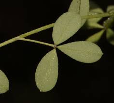 Image result for Dichilus reflexus