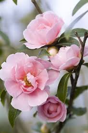 Camellia California Dawn Beautiful Flowers Pretty Flowers Flowers