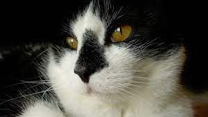 A methimazole product specifically licensed for treatment of cats with hyperthyroidism (felimazole, dechra veterinary products) was only first released in 2009 (6). Medicating And Pilling Cats How To Make It Easier Safer And Healthier For Your Cat