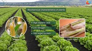 Insect pests cause significant damage to agricultural products intended for human foods and animal feeds. Plant Breeding For Developing Resistance To Insect Pests Youtube