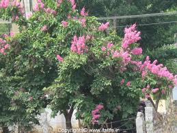 Check spelling or type a new query. Lagerstroemia Indica Crepe Myrtle Tree Trees Flowering Trees
