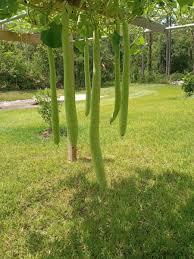 Image result for Lagenaria siceraria