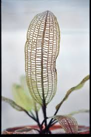 Image result for Aponogetonaceae