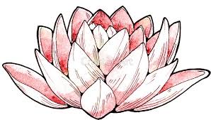 Lotus Flower Sticker By Cristina Cerulli Flower Drawing Lotis Flower Lotus Flower Drawing