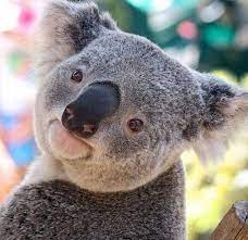 Answers to all these questions and many more interesting facts about koalas are found in this article. Cheeky Koala Beruang Koala Koala Binatang Lucu