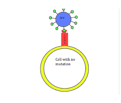 Variations in ccr5 can lead to differences in the rate of hiv infection, with the best known being the delta 32 variant, rs333. Ccr5 Evolutionshorts