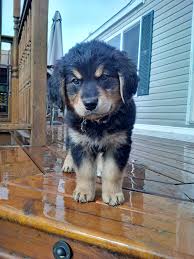 In this golden retriever vs bernese mountain dog article, i will give you tons of information about these two breeds, including aspects of their personalities and temperament. Titan Golden Mountain Dog Photos Facebook