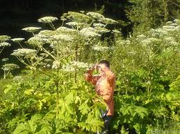 Если сок брызнул обильно (например, если стебель растения был срублен или сорван), то образуются волдыри, наполненные жидкостью. Ozhogi Borshevikom Simptomy Chto Delat Lechenie V Domashnih Usloviyah