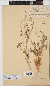 Image result for Lycium schizocalyx