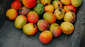 Jamaica Love - Jamaican Mango Season Just Around The Corner, Almost Like It  Never Rains And Then It Pours... | Facebook