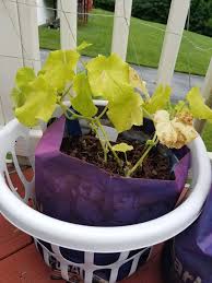 You should first check any apparent pest and disease signs at the upper surface. Light Green Leaves On Cucumber Plant 462984 Ask Extension