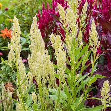 Image result for Celosia pandurata