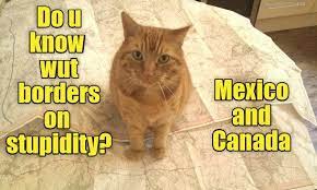 Check Googie Maps In 2020 Funny Cat Memes Silly Cats Cat Memes