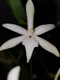 Image result for Rangaeris