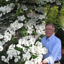 Image result for Cornus