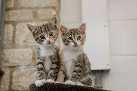 For cats in shelters, the optimal age could be as early as 8 weeks. Neutering And Spaying Your Cat Or Kitten Blue Cross
