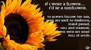 If I Were A Flower I Would Be A Sunflower To Always Follow The Sun Turn My Back To Darkness Stand Proud Sunflower Pictures Sunflower Happy Flowers