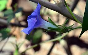 Image result for Ipomoea vernalis