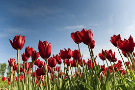 Find the best deals on rochester flowers, order your bouquets and flowers online for those special occasions and get them delivered free** in rochester the next day for 10% off all orders. Sandra Arena Rochester Cremation