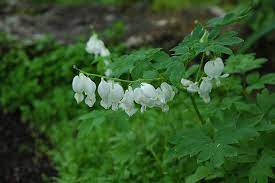 White Bleeding Heart Dicentra Spectabilis Alba At Gertens Bleeding Heart Garden Center Landscaping Plants