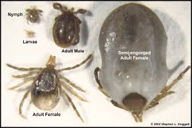 Image result for Tick Paralysis