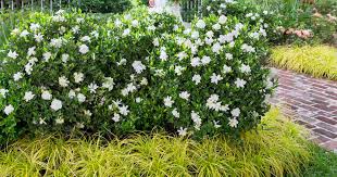 Image result for Gardenia