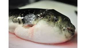 Fugu fish fail sparks emergency warning in Japan | CNN
