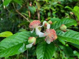 Image result for Tetracera