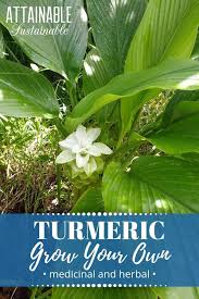 Maybe you would like to learn more about one of these? Grow A Turmeric Plant For Home For Cooking Medicinal Use