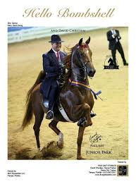 David From Five Gaits American Saddlebred Horses American Saddlebred Horses