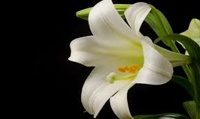 Check spelling or type a new query. Malaikat Lily Cattleya Lily Berguguran Halaman 3 Kompasiana Com