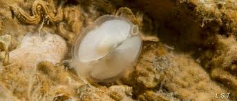 Image result for Galeomma