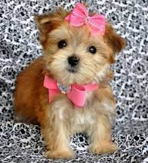 Teacup Morkie Puppy Cross Between A Yorkie And A Maltese How Cute Is She D Morkie Puppies Teacup Puppies Cute Dogs