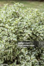 Image result for Pittosporum tenuifolium