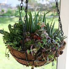 Daffodils Daydreams Reformed Plant Snob Hanging Succulents Vertical Succulent Gardens Succulents