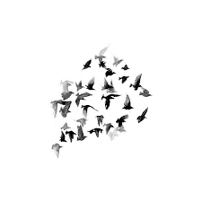 Find the perfect flamingo bird white background stock photo. Black And White Graphics Liked On Polyvore Featuring Fillers Backgrounds Drawings Birds Animals Doodles Effects Text Emb Art Bird Art Art Inspiration