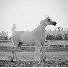 pin by حمزة الشامي on منشوراتي المحفوظة horses animals