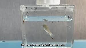 The Tale Of Our Banded Tilapia: Freshwater Fish In Our Garden Pond –  Letting Nature Back In