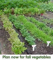Get inspiration for your autumn bounty with these 14 vegetables perfect for your fall garden. Time To Start Your Fall Vegetable Garden But Wait It S Still Summer Giantveggiegardener
