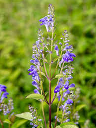 Image result for Scutellaria schweinfurthii