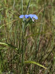 Image result for Commelina capitata