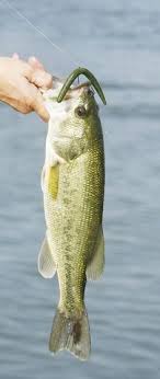 Wacky Worm Okay It S Not Fly Fishing But I M An Equal Opportunity Fisherman Fishingtricks Bass Fishing Fish Fishing Lures