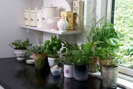 Vei găsi chiar și plante artificiale de exterior, potrivite pentru terasa. Cele Mai Rezistente Flori De CamerÄƒ 6 Plante Care Nu Mor