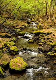 We did not find results for: Stream In The Woods Stock Photo Picture And Royalty Free Image Image 13486046