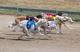 Get the latest coverage about insurance news at consumeraffairs.com. Longford Greyhound Track Closes After 80 Years Citing Rising Insurance Costs
